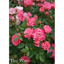 Роза Imperial Rose (B.Topalovic) Тини Вини мини Цв.Кор.