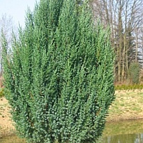 Можжевельник (Juniperus) китайский Стрикта d9 h35-45 18шт