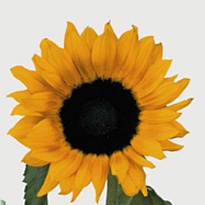 Подсолнух Alsapian S.a Sunflowers дл.PETITE 10шт