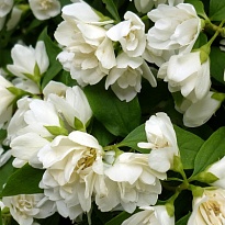 Чубушник (Philadelphus) Сноубель d9 18шт