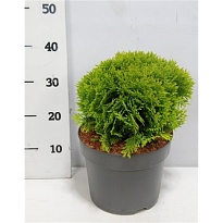 Туя (Thuja) западная Мириам d26 h50 1шт