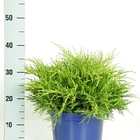 Можжевельник (Juniperus) средний Олд Голд (KV) d23 h35-40 1шт