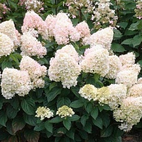 Гортензия (Hydrangea) метельчатая Мэджикал Свит Саммер d12 h30 10шт