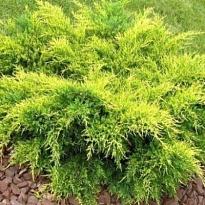 Можжевельник (Juniperus) средний Олд Голд 2л h20-40 6шт