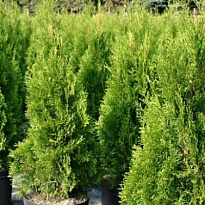 Туя (Thuja) западная Брабант 15л h150-170 1шт