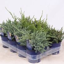 Можжевельник (Juniperus) микс (KV) d17 h35-40 1шт