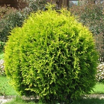 Туя (Thuja) западная Голден Глоб d9 h20-30 18шт