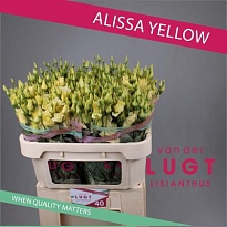 Эустома Alissa Yellow 10шт