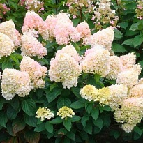 Гортензия (Hydrangea) метельчатая Мэджикал Свит Саммер d14 h40 8шт