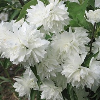 Чубушник (Philadelphus) Миннесота Сноуфлейк d9 h20-30 18шт