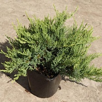 Можжевельник (Juniperus) казацкий Тамарисцифолия d9 h15-25 18шт