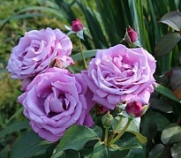 Роза (Rosa) Quality Rose Шарль де Голль чайно-гибридная 3л 1шт