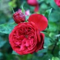 Роза (Rosa) Quality Rose Рабле флорибунда 3л 1шт