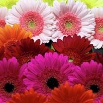 Gerbera (Ц) mix 30шт