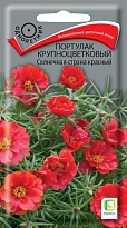 Портулак Солнечная страна красный крупноцв. 0,1г /Поиск