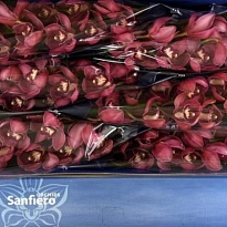 Орхидея Cymbidium Red Dream*6 дл.80 1шт