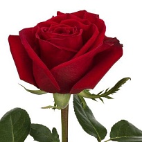 Роза Naranjo Roses Freedom дл.60 25шт