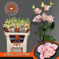 Эустома Corelli Light Pink 10шт