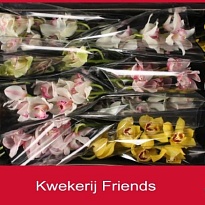 Орхидея Cymbidium Stem Mix*16 дл.40 1шт