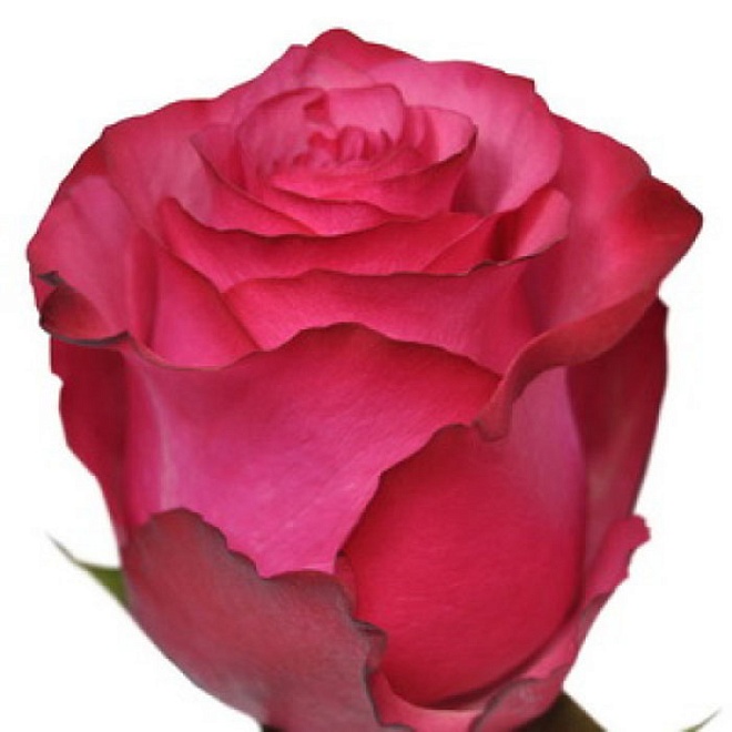 Роза Infinity Roses Lola дл.40 25шт