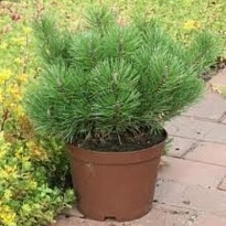 Сосна (Pinus) горная Муго Мугус 3л h20-25 1шт