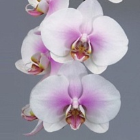 Орхидея Phalaenopsis Okayama 25