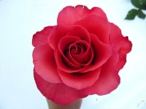 Роза (Rosa) Quality Rose Пинк Лав полиантовая 3л 1шт