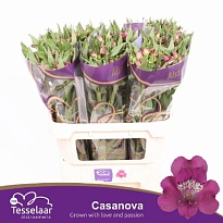 Альстромерия Casanova 10шт