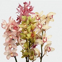 Орхидея Cymbidium Stem mix дл.100 *4 1шт