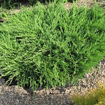 Можжевельник (Juniperus) горизонт. Андорра Компакт 7,5л h50-60 1шт