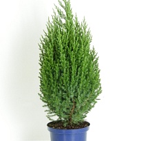 Можжевельник (Juniperus) китайский Стрикта (KV) d23 h75-85 1шт