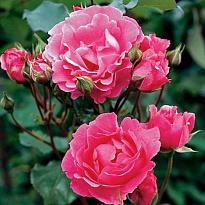 Роза (Rosa) Quality Rose Том Том флорибунда 3л 1шт