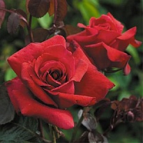 Роза (Rosa) Quality Rose Дуфтвольке чайно-гибридная 3л 1шт