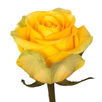 Роза Naranjo Roses Brighton дл.50 25шт