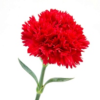 Гвоздика Multiflora Red дл.FANCY 25шт