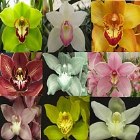 Орхидея Cymbidium Mini Mix  дл.60 *10 1шт