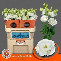 Эустома Alissa Pure White 10шт