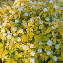 Пузыреплодник (Physocarpus) калинолист. Дартс Голд d14 h30-40 8шт