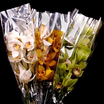 Орхидея Cymbidium Mix дл.50 *12 1шт