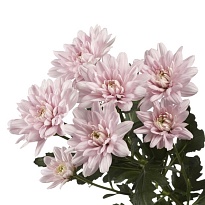 Хризантема кустовая Baltica Pink 5шт