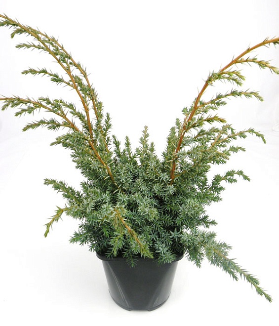 Можжевельник (Juniperus) китайский Блю Альпс 7,5л h50-60 1шт