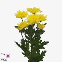 Хризантема кустовая Baltica Yellow 5шт