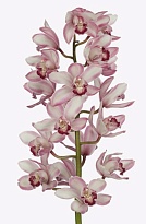 Орхидея Cymbidium Large Sky Scraper *6 дл.80 1шт