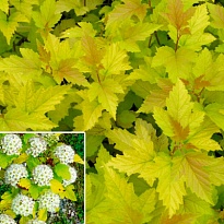 Пузыреплодник (Physocarpus) калинолист. Наггет d9 h25-35 18шт