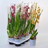 Орхидея Камбрия микс 1 ст d12 h55 10шт