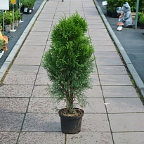 Туя (Thuja) западная Смарагд 3л h60-80 1шт