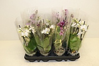 Орхидея Фален. Мультифлора микс 1 ст d12 h35 10шт
