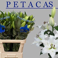 Лилия or. Petacas 3+ 10шт