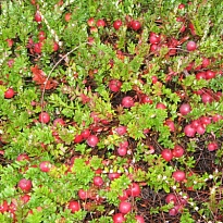 Клюква (Vaccinium) крупноплодная МакФарлин d9 18шт