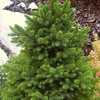 Ель (Picea) обыкновенная Виллс Цверг 25л h100-125 1шт